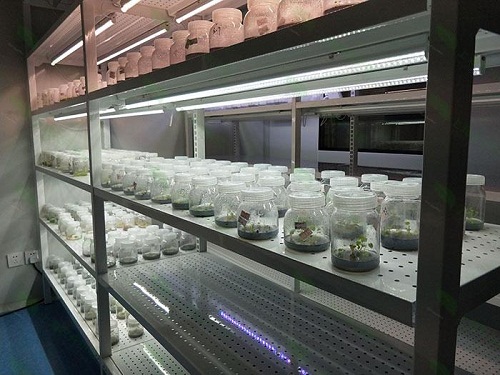 鹰潭植物组织培养实验室设计建设方案